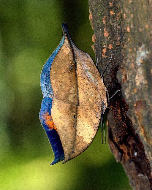 ~~ORANGE OAKLEAF  Ka...