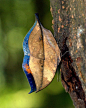 ~~ORANGE OAKLEAF  Kallima inachus ~~
这难道就是传说中的 ：：枯叶蝶？