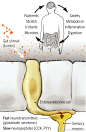 ① 传统观念认为，作为肠上皮中的感觉受体细胞，肠内分泌细胞仅通过释放慢效肽激素刺激脑肠神经元；② 但近期两项研究表明，部分肠内分泌细胞可与感觉神经元直接形成突触，通过释放快神经递质谷氨酸和血清素，将肠内信号快速传递给大脑；③ 肠内分泌细胞有多种亚型，可能与不同功能的感觉神经元沟通，传递不同类型的营养物质信号；④ 肠上皮-神经突触可能为菌群与神经系统的互作提供信号节点，肠内分泌细胞表达Toll样受体也可能参与免疫应答。