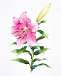 百合水彩画イラスト　ピンクの花とつぼみのユリ水彩画イラスト
