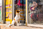 Dog and Master - Shenyang, Liaoning, China by Ness the Nomad on 500px