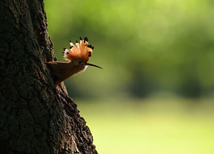 Hoopoe