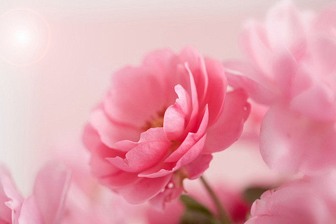 柔美粉色花朵背景