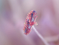 Stamen of Field Scabious (Knautia L) with pollen