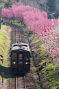 樱花林和火车