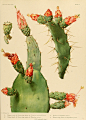 Cactaceae