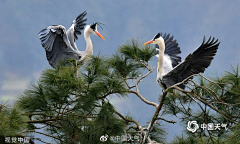 紫羽巫窩采集到✿鸞翔鳳集