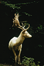 A white fallow stag stands in a forest in Switzerland, 1973.Photograph by James P. Blair, National Geographic Creative