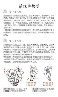 天O堂O鸟采集到植物解析