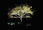 uplighting a tree- which do you prefer? So different!