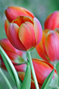 ~~Spring Tulips by Heather Wade~~
~ ~春季郁金香希瑟韦德~ ~