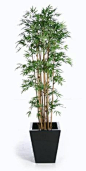 Bamboo symbolizes flexibility, resiliency, good health in Chinese culture. <a href="http://patricialee.me" rel="nofollow" target="_blank">patricialee.me</a>.