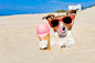 吃冰激凌的宠物狗图片素材