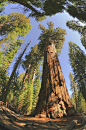 世界上最古老的树木盘点-收藏频道 - 中国经济网【谢尔曼将军树】它是世界上体积最大的树，生长在美国加利福尼亚州红杉国家公园中，科学家表示，这棵红杉的年龄大约在2300-2700年之间。