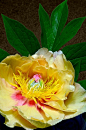 Tree Peony 'Garden Treasure'