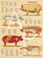 动物结构剖析 ​​​​
