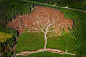Joakim Berglund’s Hurricane Tree Captures Nature’s Beauty and Terror in One Image。这张照片记录的是风暴过后的树林，同时展现了自然的破坏力和美丽。
