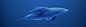 鲸鱼艺术品 - 壁纸（#2923434）/ Wallbase.cc