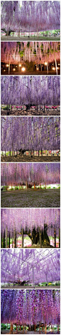 这或许是世界上最美的紫藤萝（Ashikaga Flower Park in Tochigi） @紫色潮流控