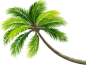 椰树绿色植物