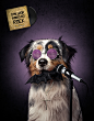 O melhor amigo do rock - Special Dog : Campanha para o Dia mundial do Rock - Special Dog