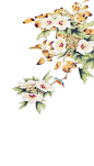 PNG免抠丨中国古风工笔画牡丹梅花鹿孔雀鸟花卉PS设计素材