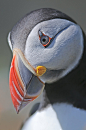 北极海鹦（Fratercula arctica）堪称鸟中巴神，他常年都是这幅思考人生的表情。因为这张脸，它们也被叫做“大洋小丑”。摄影：Rob Baldwin