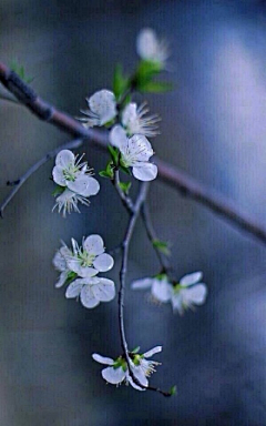 蕉雨落红叶采集到花卉摄影