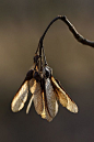 Sycamore seeds by gorpie 