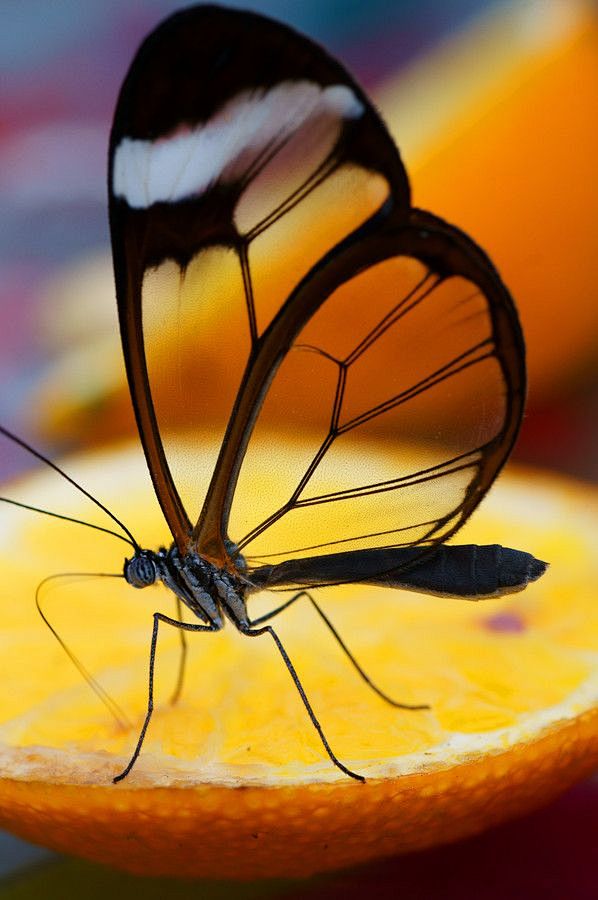 Glasswing Butterfly ...