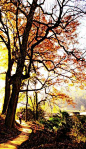 [婺源最美秋色地行摄攻略] 
秋季的婺源是摄影家的天堂，是摄影爱好者的节日。满山的红叶，晨雾，黑色色调的村庄，构成了一幅幅优美的画面。这个时候，同时也是户外爱好者走出城市，来到乡野，欣赏秋色的季节。爱好自然的你，喜欢秋高气爽，欣赏满山红叶的你，欢迎到婺源来走一走铺满落叶的古驿道，看看古驿道两边的红叶，走进深山里面的古村落。石城，仙境石城
【特点】古枫成林，村舍聚集，梦幻仙境之地