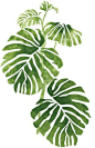 monstera leaf stencil - Google Search #小清新#