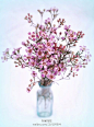 风蜡花（Chamelaucium uncinatum）别称：淘金彩梅，又名杰拉尔顿腊花。叶色浅绿或深绿，有清香，花枝上有许多开着花的短枝，呈现出一种纤细的美。其花型呈漂亮梅花状 ，花瓣蜡质有光泽，有粉红色、白色等，配以紫色或金黄色的花心。原产澳大利亚。盛花期在冬季。