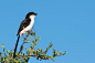 东非长尾伯劳Lanius cabanisi雀形目伯劳科伯劳属
Long-Tail Fiscal Shrike by Csilla Zelko on 500px