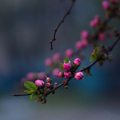 诠释*采集到花花世界