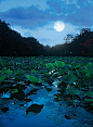 『 月朗星稀晴空夜，荷香风清雾霭池 …  』