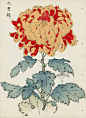 日本 长谷川 1893年出版 《百菊花》版画图册from Art of the Japanese Chrysanthemum