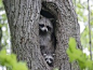 Raccoons In Hiding Desktop Wallpaper #采集大赛#