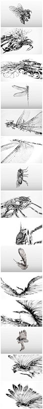 英国平面设计师Si Scott的超精细昆虫插画