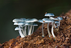 倚画楼月采集到蘑菇的。。童话世界