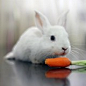 哇唔 兔子吃萝卜~