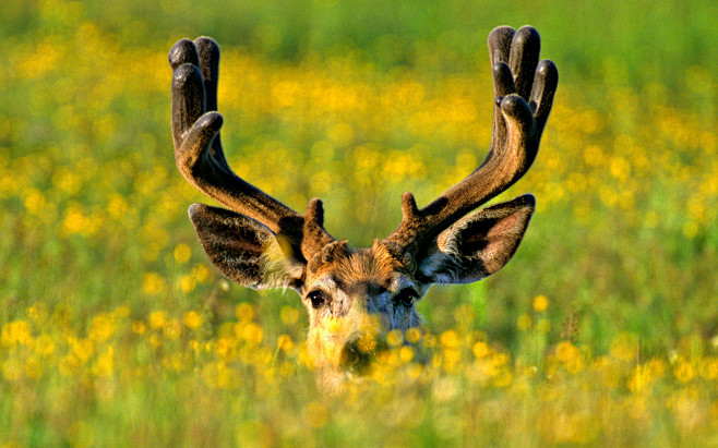 Mule deer buck in Ja...