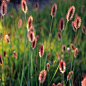 Beautiful Red Bunny Tails Ornamental Grass 20 Seeds par CheapSeeds, $2.50