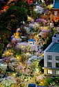 大阪市北区的造币局时隔两年再次举办夜间樱花点灯活动。
