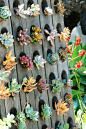 This American Home: Idea: Upright Succulent Garden