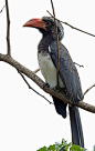 Crowned Hornbill