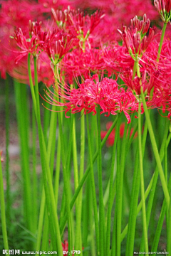 绿水红花采集到对比色