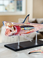 Discovery Toys 4D-Shark Anatomy Puzzle