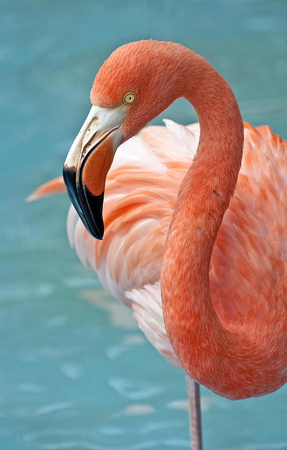 Flamingo Photograph ...