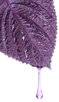 紫苏